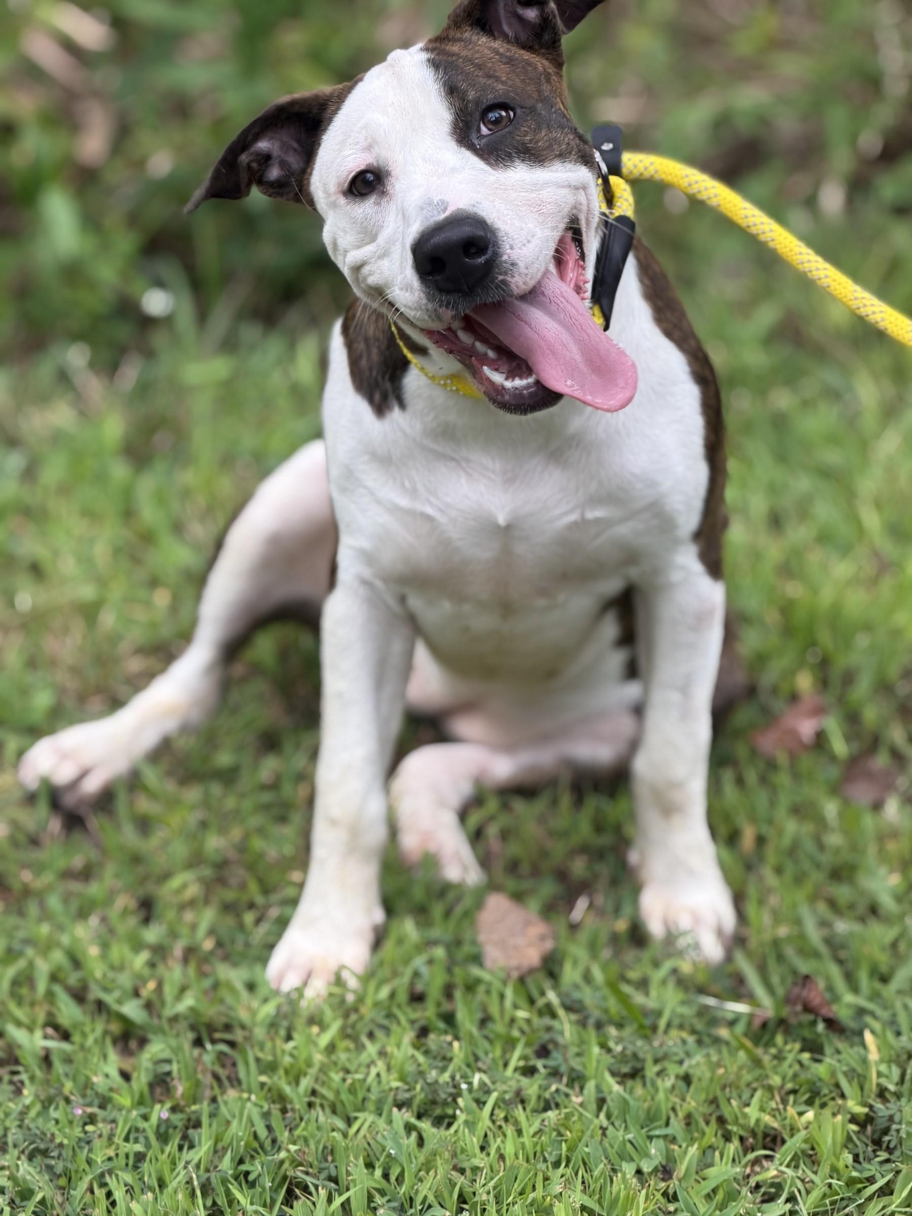 Enlarge Diana, a ADOPTABLE mixed breed in Petersburg, VA image 3/6