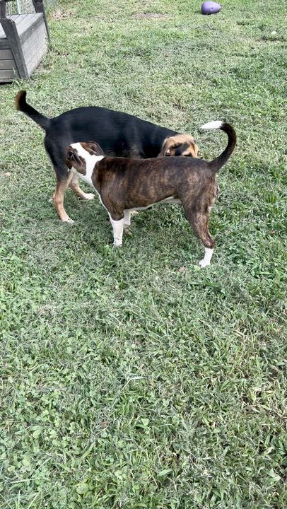 Enlarge Diana, a ADOPTABLE mixed breed in Petersburg, VA video 2/6