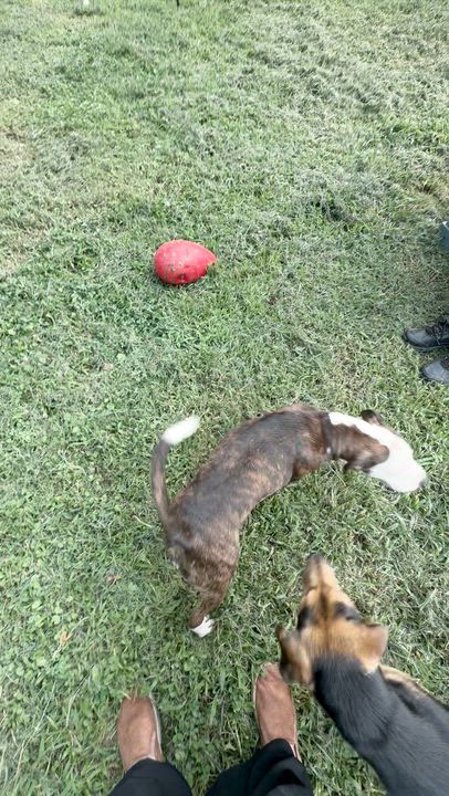 Enlarge Diana, a ADOPTABLE mixed breed in Petersburg, VA video 6/6