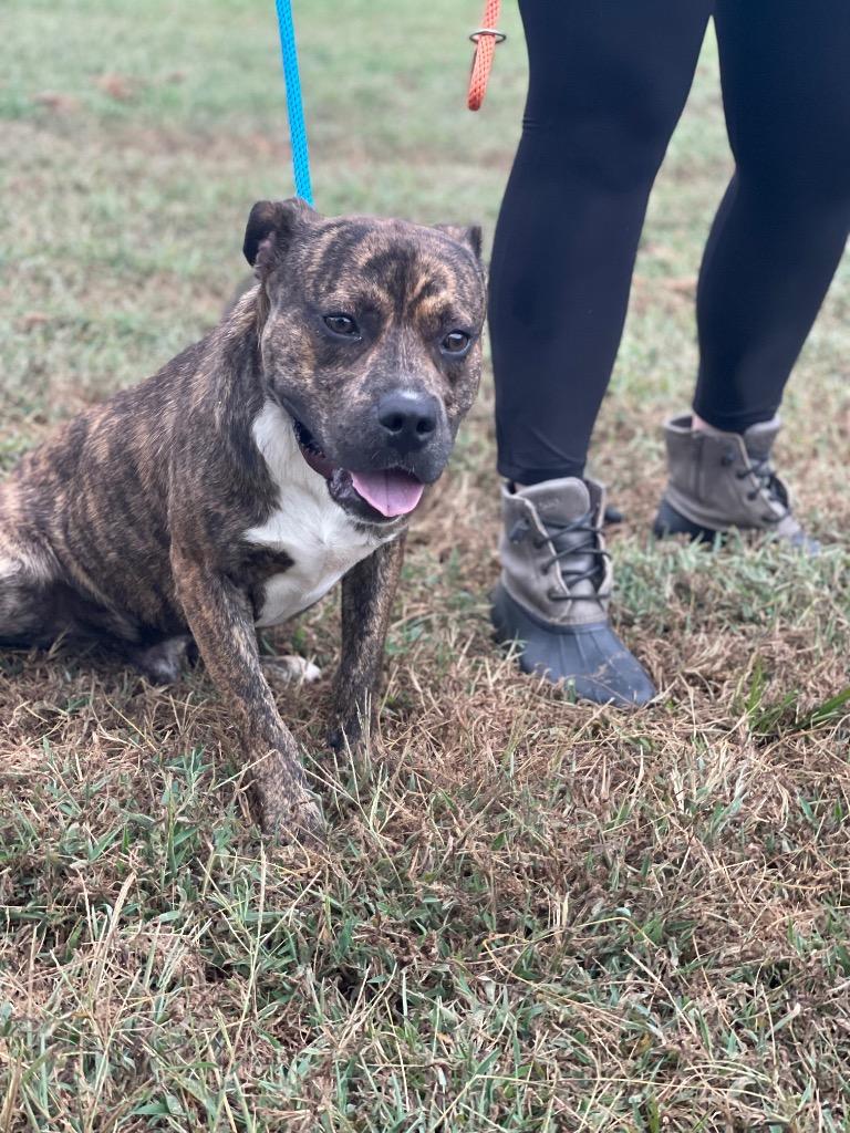 Heath, Adoptable, Adult Male Terrier.