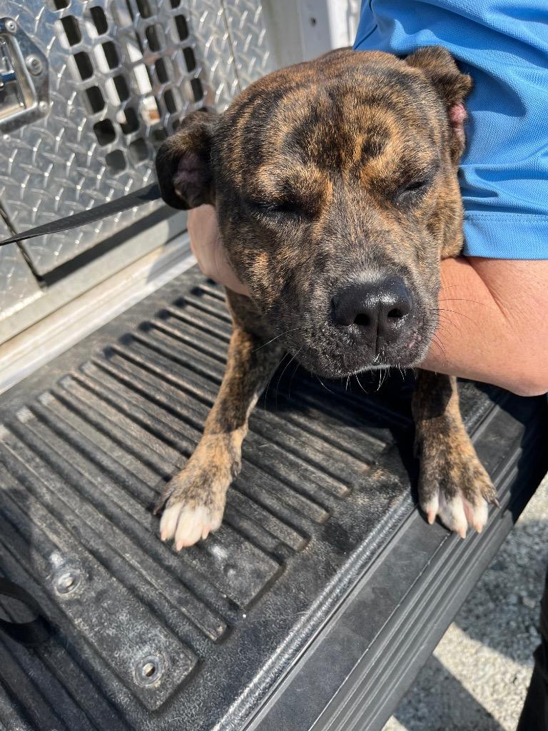 Enlarge Heath, a Adoptable mixed breed in Winnsboro, SC image 2/2