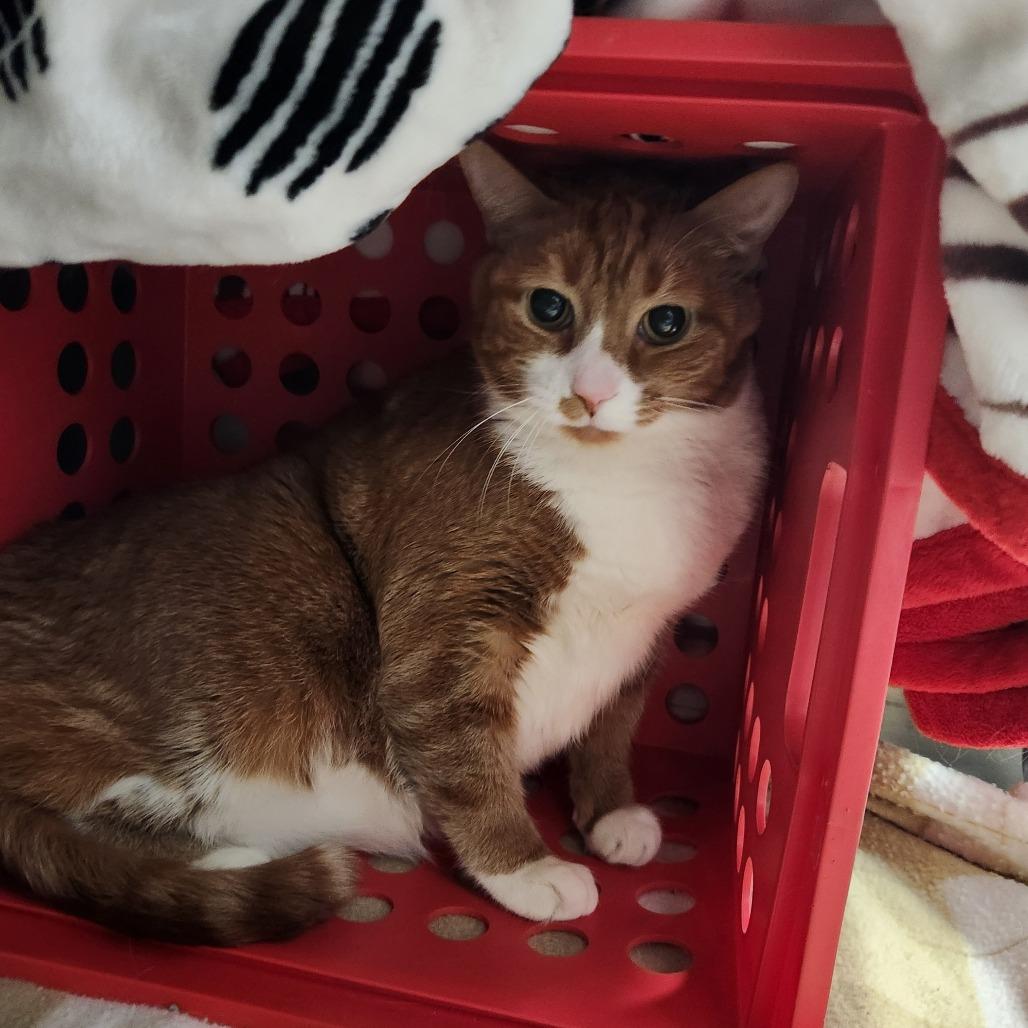 Skittles, Adoptable, Senior Male Domestic Short Hair.