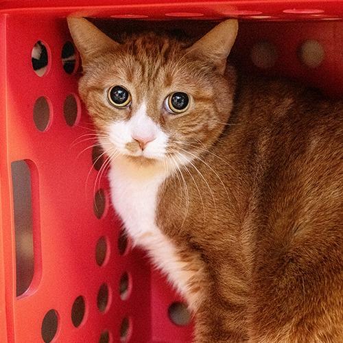 Skittles — thumbnail 2