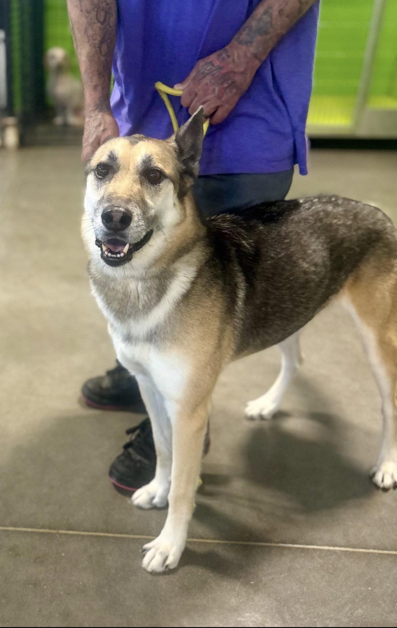 Axel, Adoptable, Adult Male German Shepherd Dog.