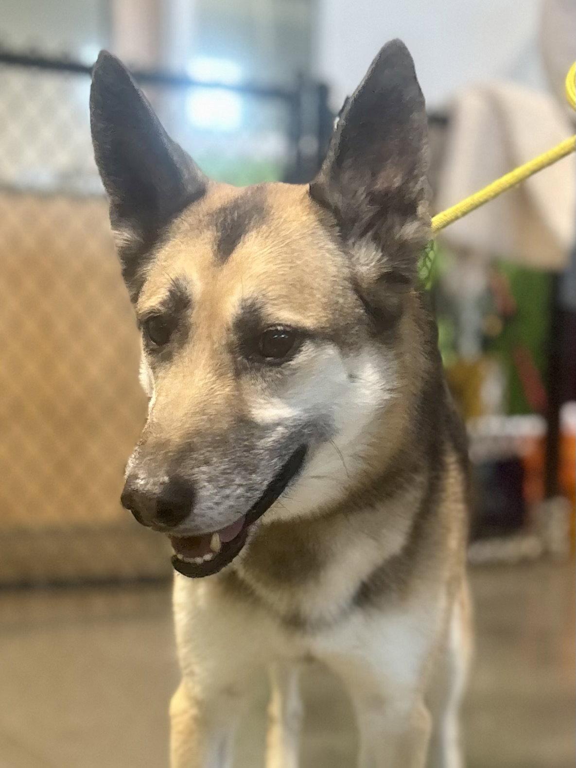 Enlarge Axel, a Adoptable German Shepherd Dog in Euless, TX image 2/3