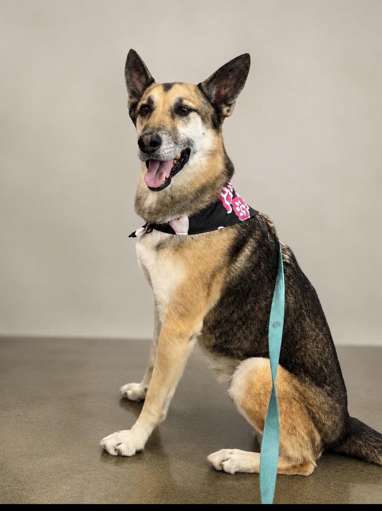 Enlarge Axel, a Adoptable German Shepherd Dog in Euless, TX image 3/3