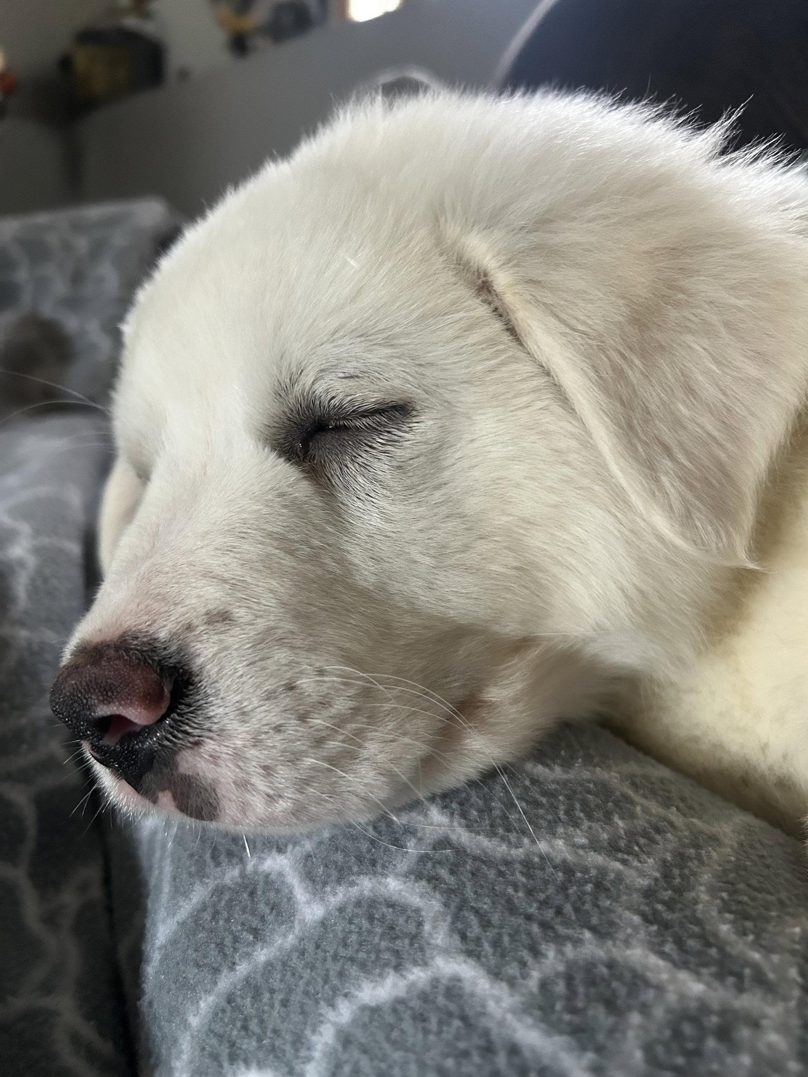 Penelope, Adopted, Puppy Female Great Pyrenees.
