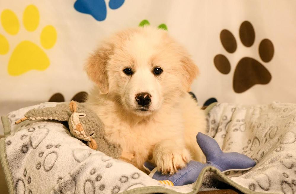 Penelope, a Adopted Great Pyrenees in Brooklyn Center, MN image 2/3