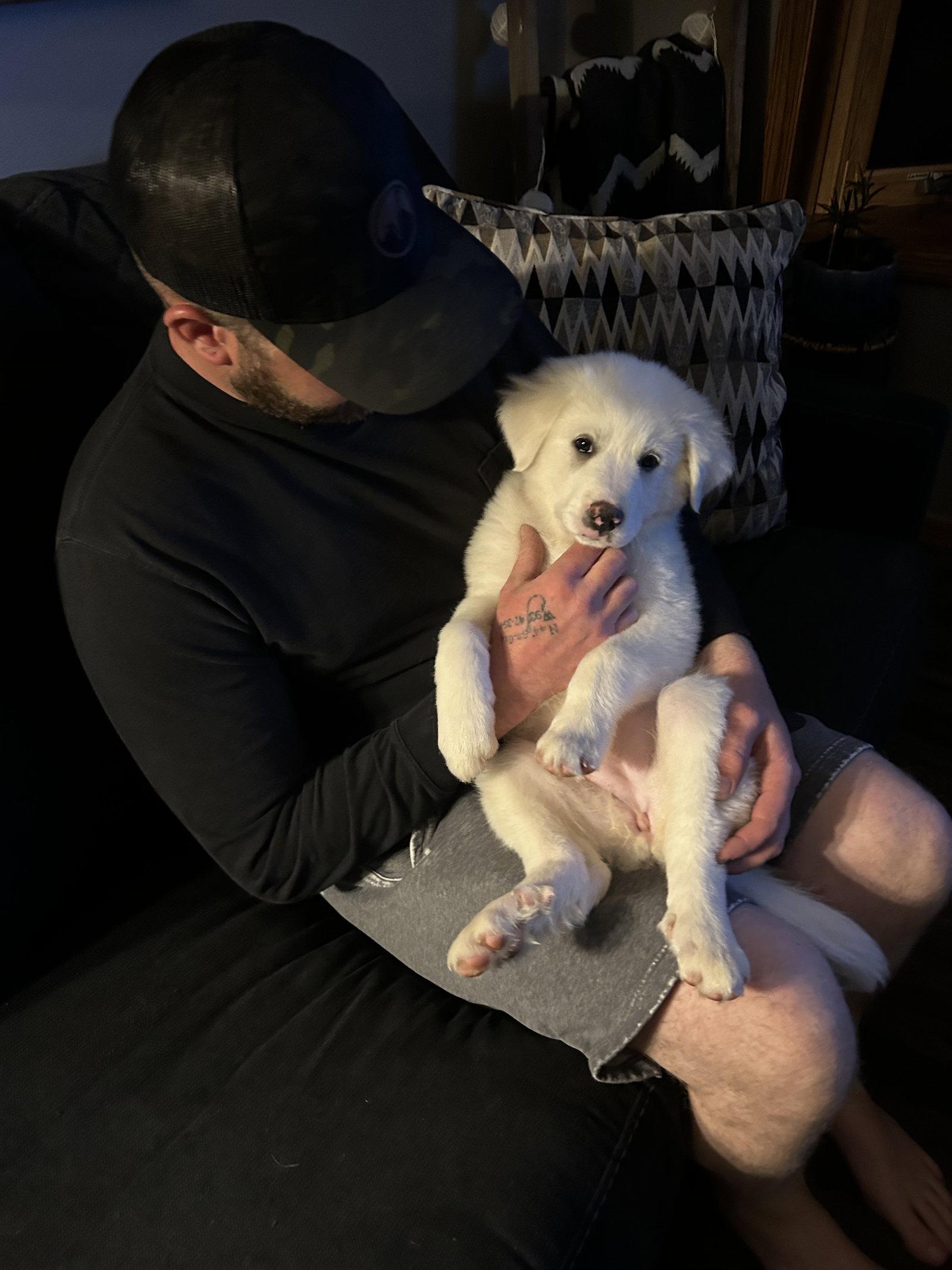 Penelope, a Adopted Great Pyrenees in Brooklyn Center, MN image 3/3