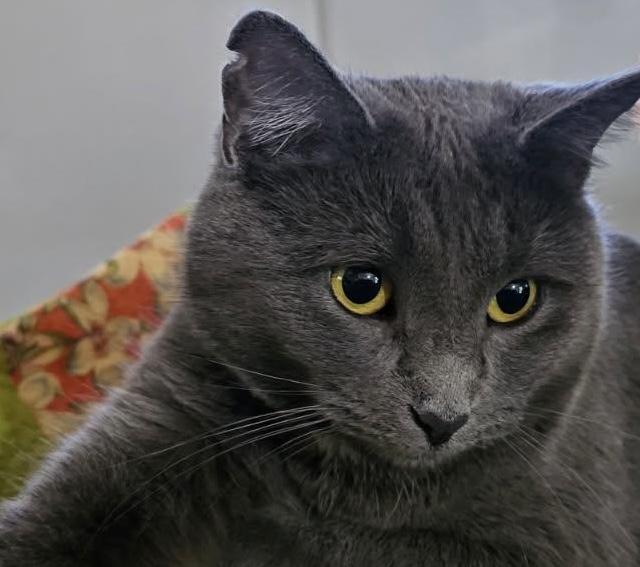 GRACIE, Adoptable, Adult Female Russian Blue & Domestic Short Hair.