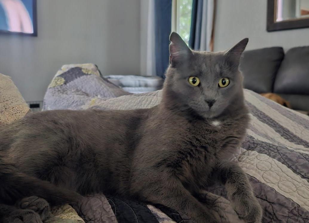 Enlarge GRACIE, a Adoptable mixed breed in Panora, IA image 4/5