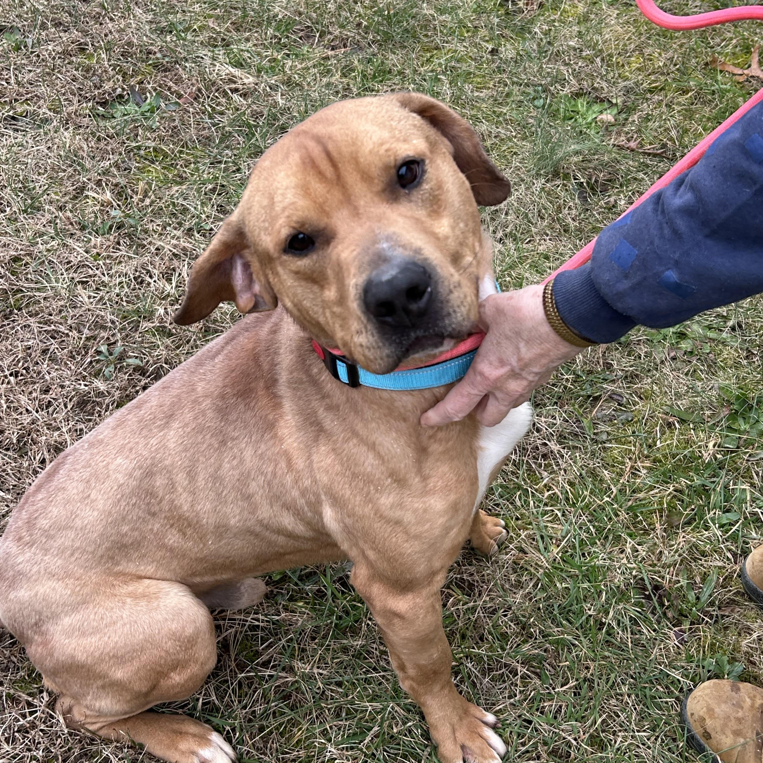 Enlarge Wetzel, an adopted mixed breed in Charles City, VA image 5/5