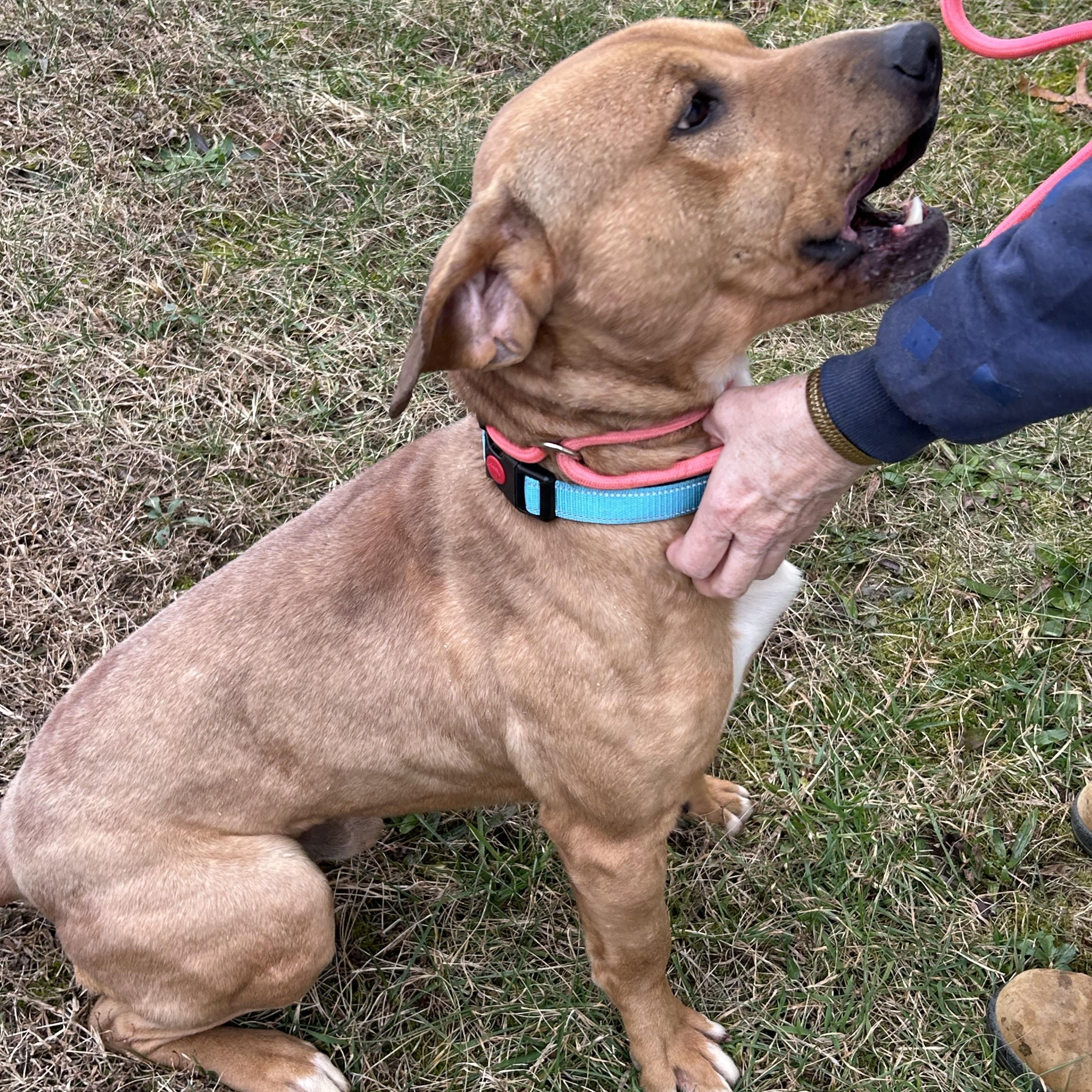 Enlarge Wetzel, an adopted mixed breed in Charles City, VA image 1/5