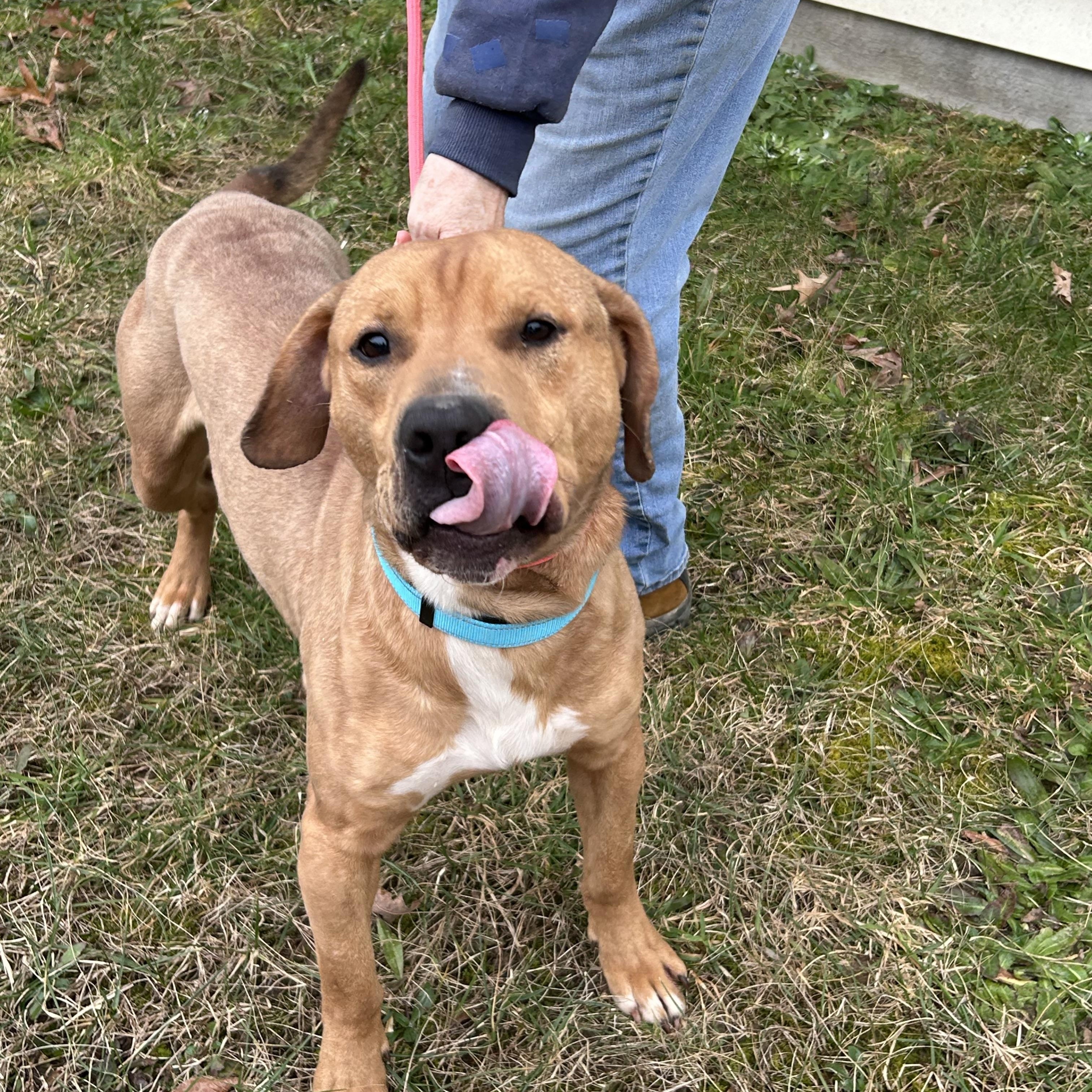 Enlarge Wetzel, an adopted mixed breed in Charles City, VA image 3/5