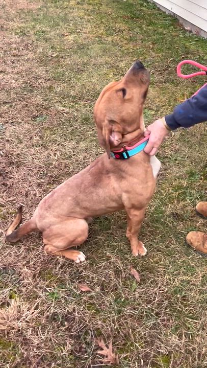 Enlarge Wetzel, an adopted mixed breed in Charles City, VA video 2/5