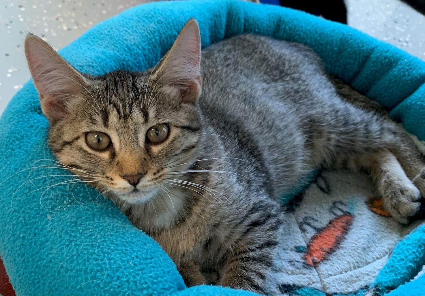 Dumplin, Adoptable, Adult Female Domestic Short Hair.