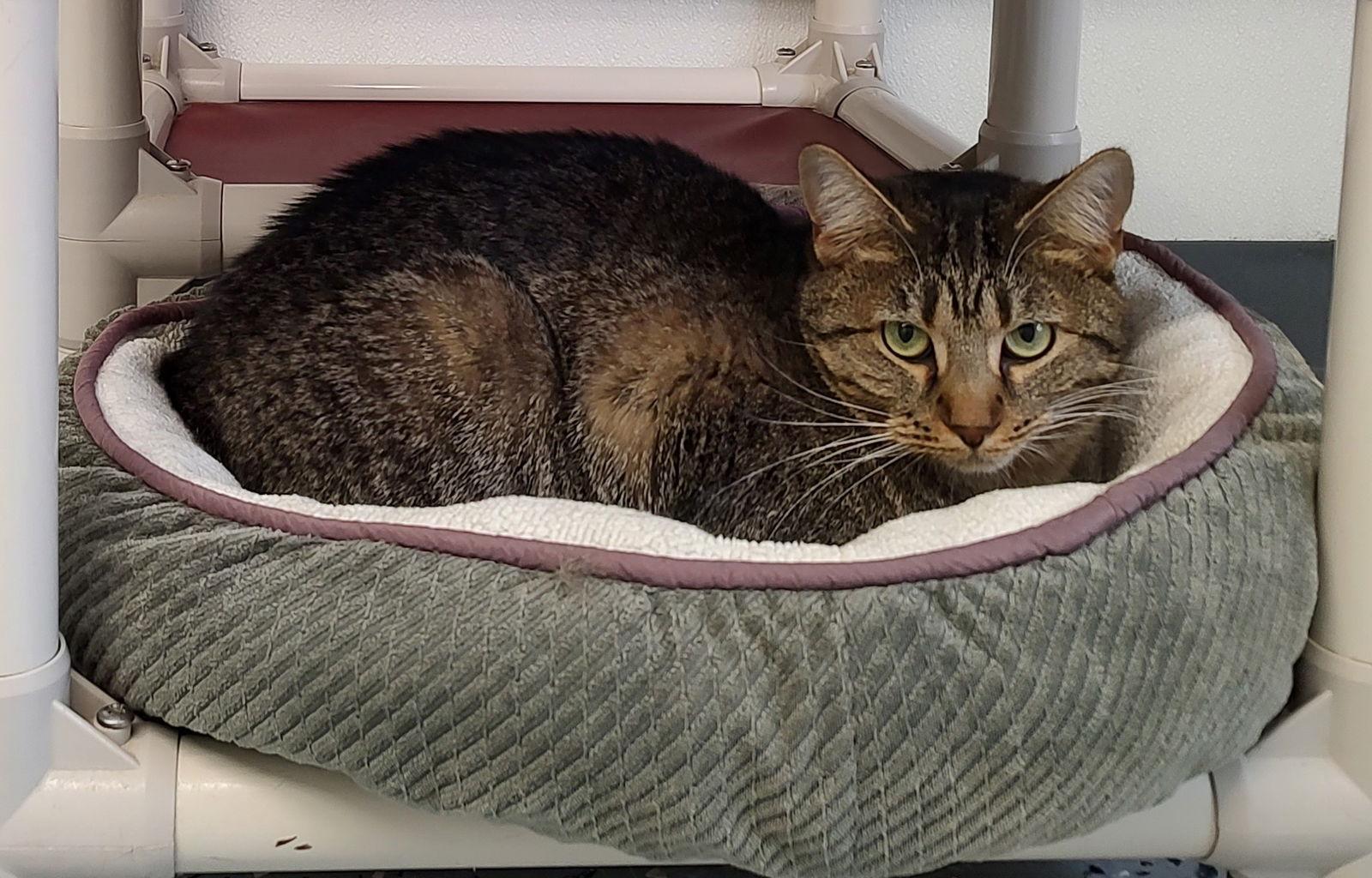 Enlarge Dumplin, a Adoptable Domestic Short Hair in Greenville, IL image 2/2