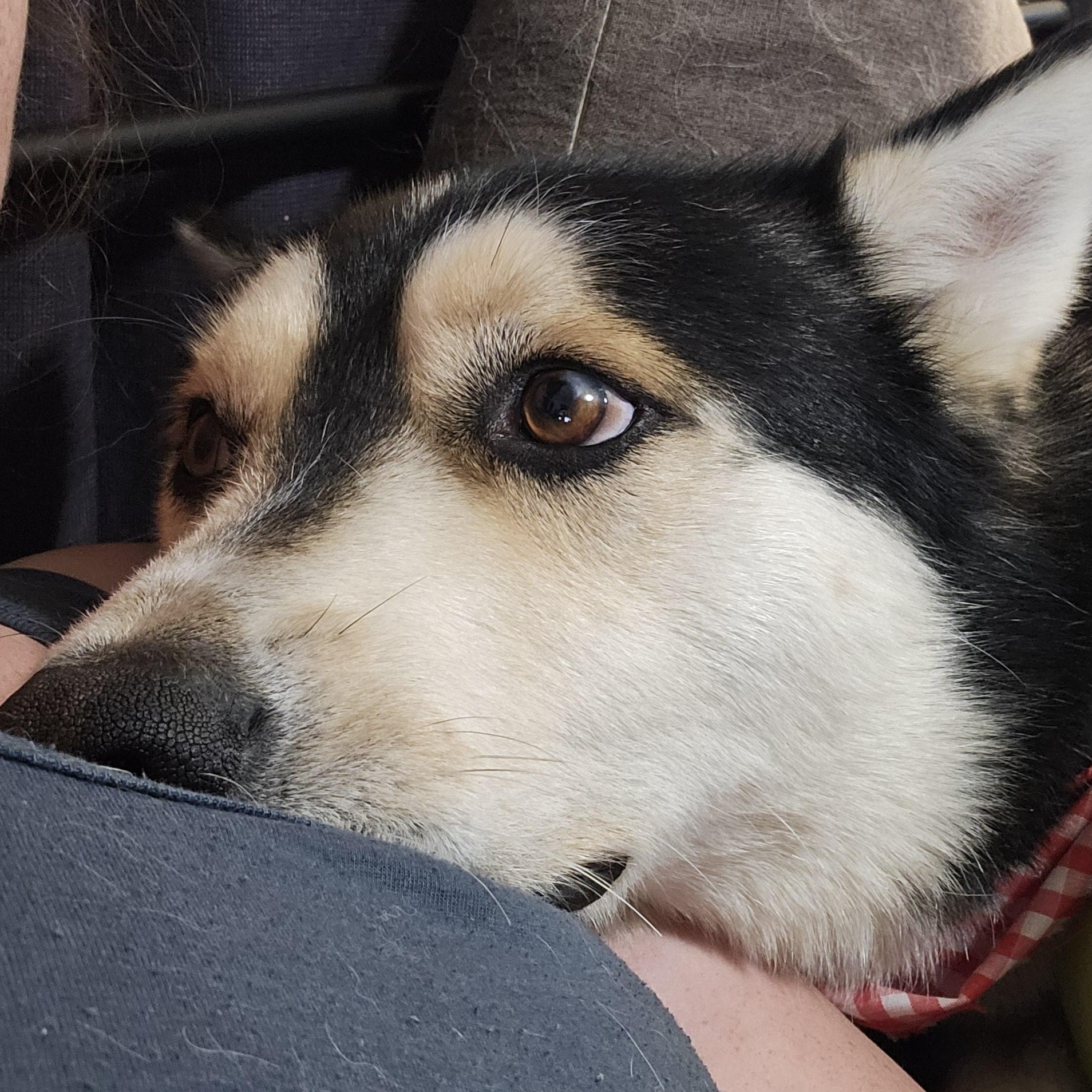 Balto, a Adoptable mixed breed in Chubbuck, ID image 1/6