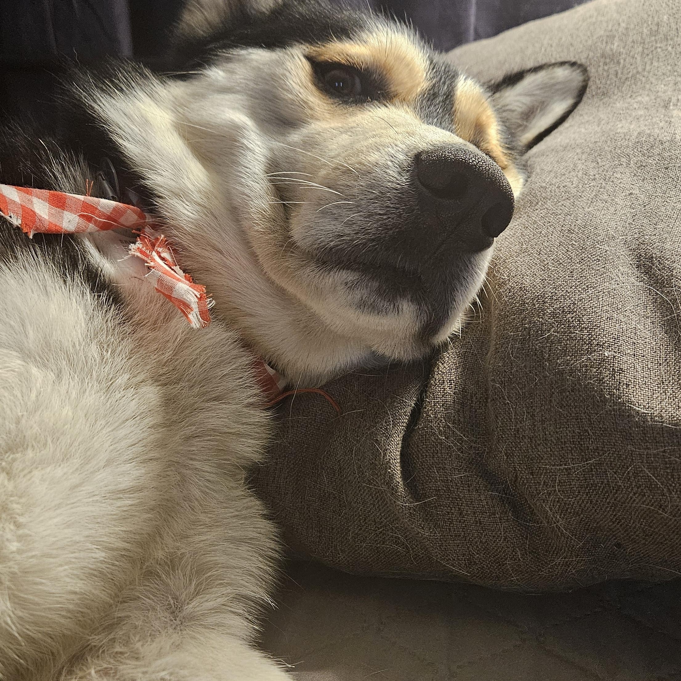 Balto, an adoptable Husky in Chubbuck, ID, 83202 | Photo Image 6