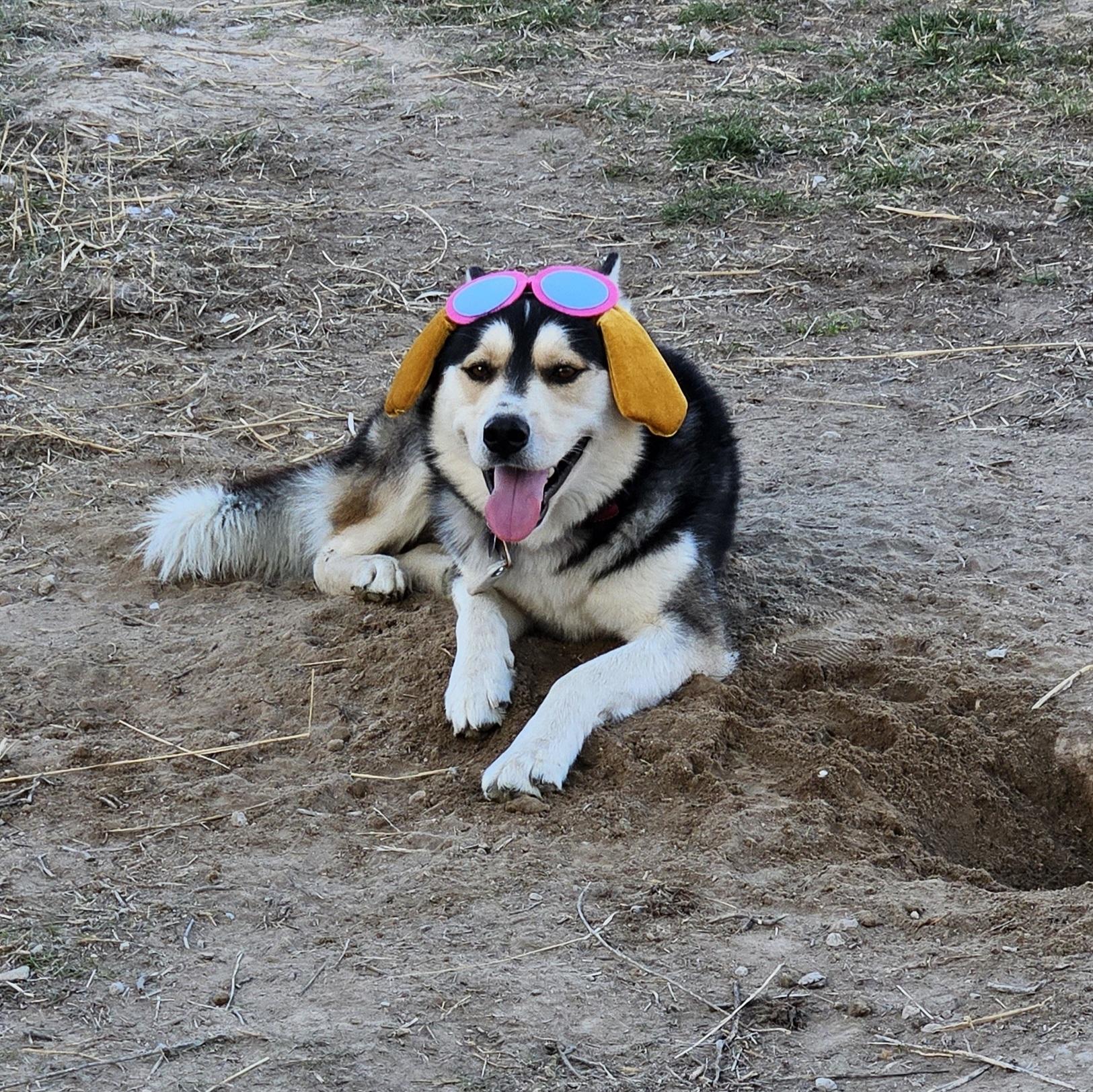 Balto, a Adoptable mixed breed in Chubbuck, ID image 3/6