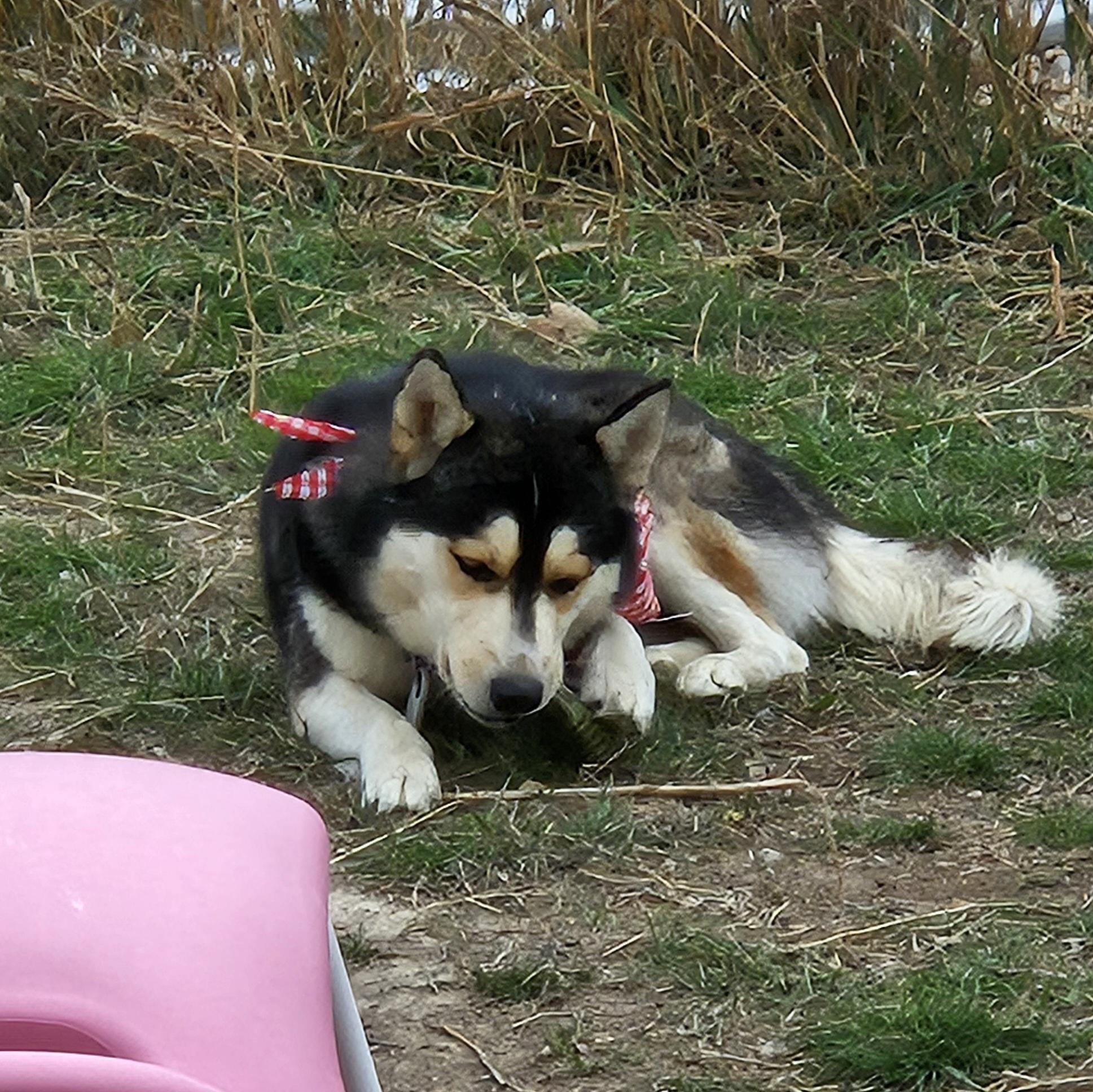 Balto, a Adoptable mixed breed in Chubbuck, ID image 4/6