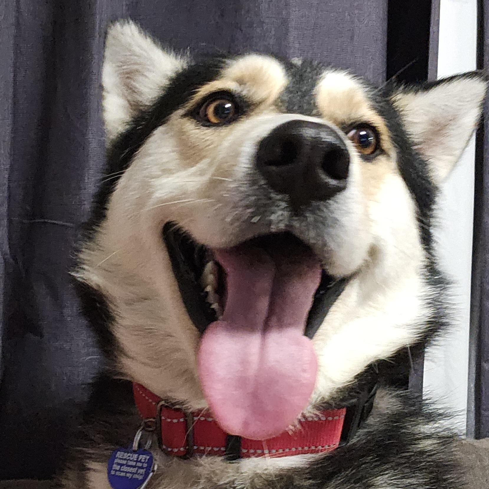 Balto, an adoptable Husky in Chubbuck, ID, 83202 | Photo Image 3