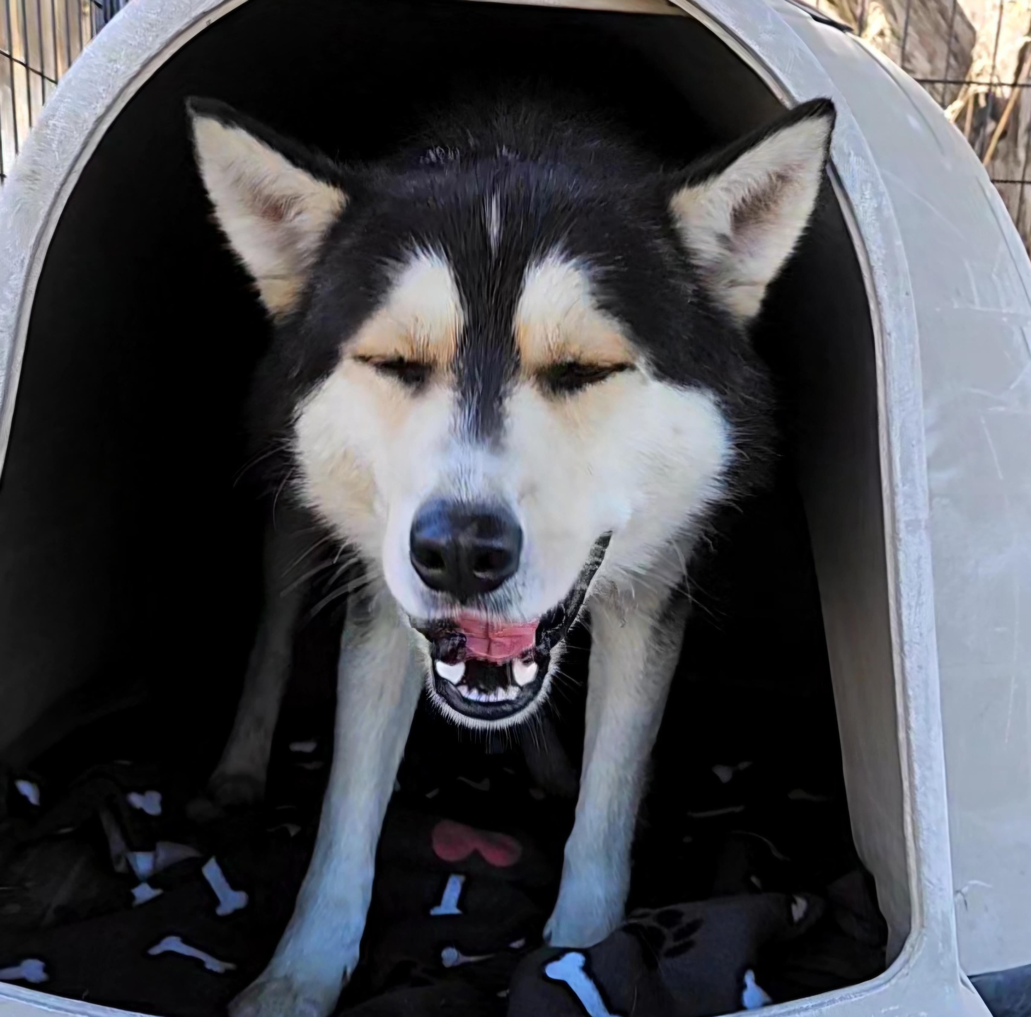 Balto, a Adoptable mixed breed in Chubbuck, ID image 6/6