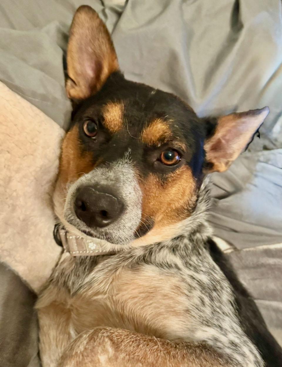 Maximus, a Adoptable Australian Cattle Dog / Blue Heeler in Omaha, NE image 1/3