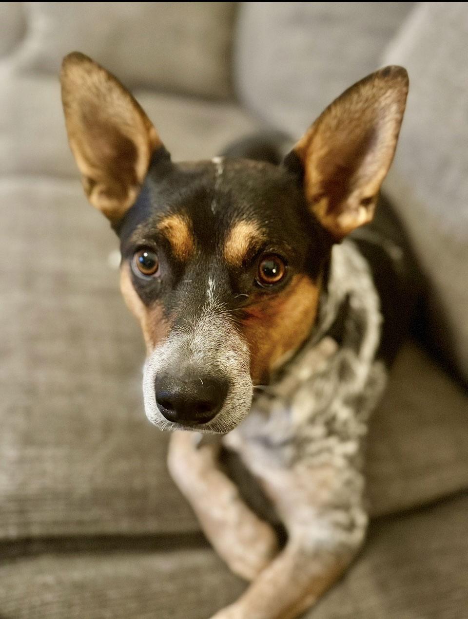 Maximus, Adoptable, Young Male Australian Cattle Dog / Blue Heeler.