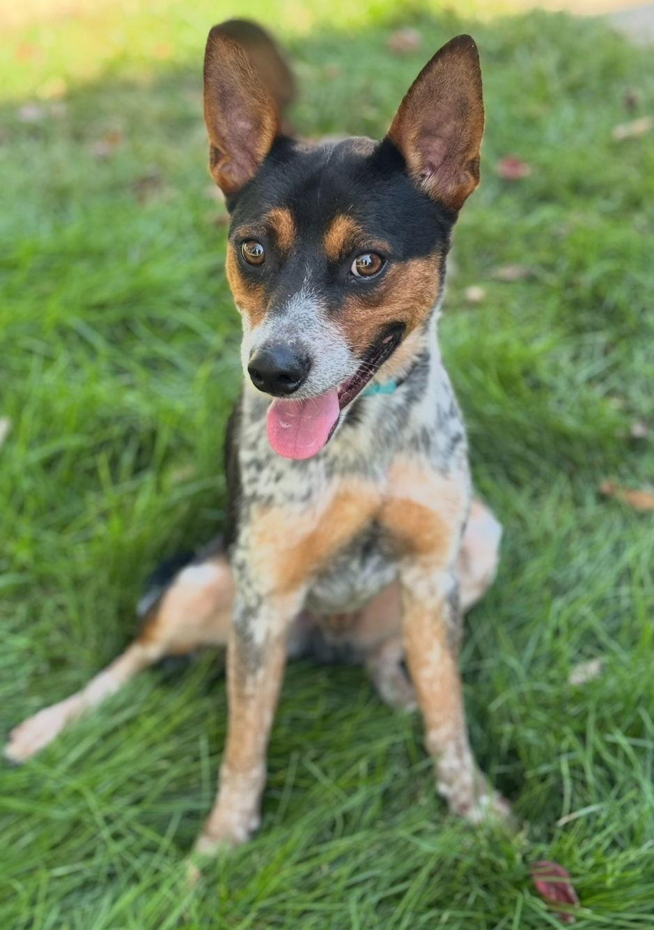 Maximus, a Adoptable Australian Cattle Dog / Blue Heeler in Omaha, NE image 3/3
