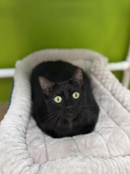 Lady Bug, Adoptable, Adult Female Domestic Short Hair & Domestic Short Hair.