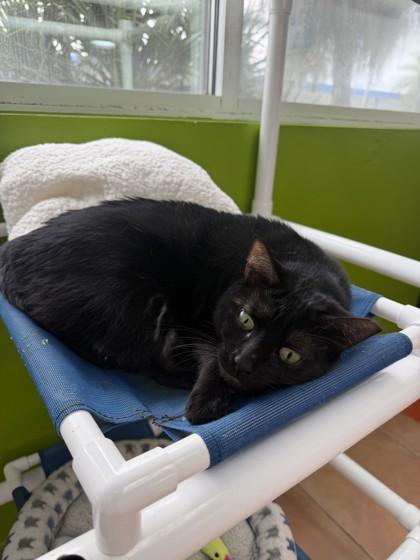 Enlarge Lady Bug, a Adoptable mixed breed in North Miami Beach, FL image 3/3