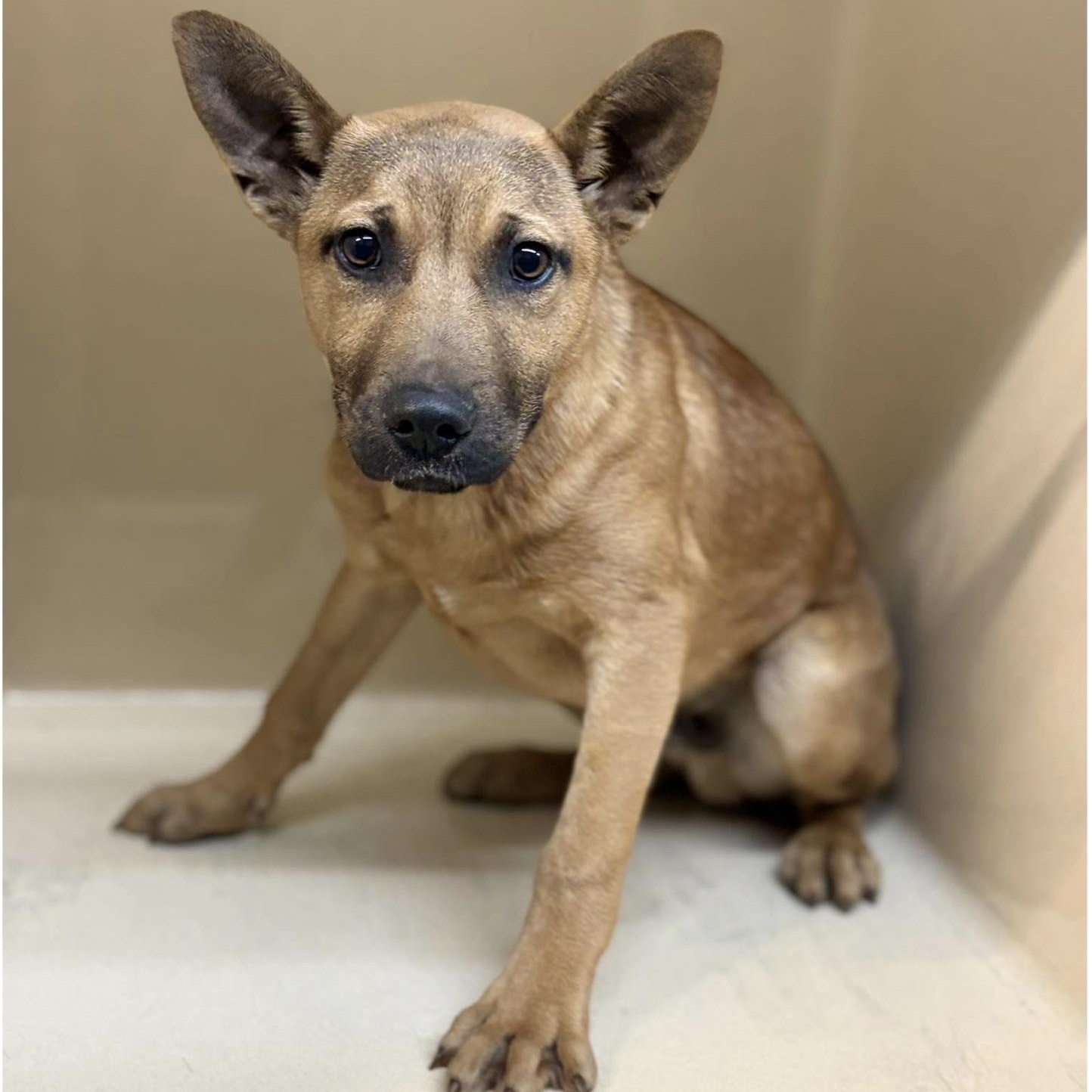 Enlarge Leland, a ADOPTABLE mixed breed in Cedarburg, WI image 1/1