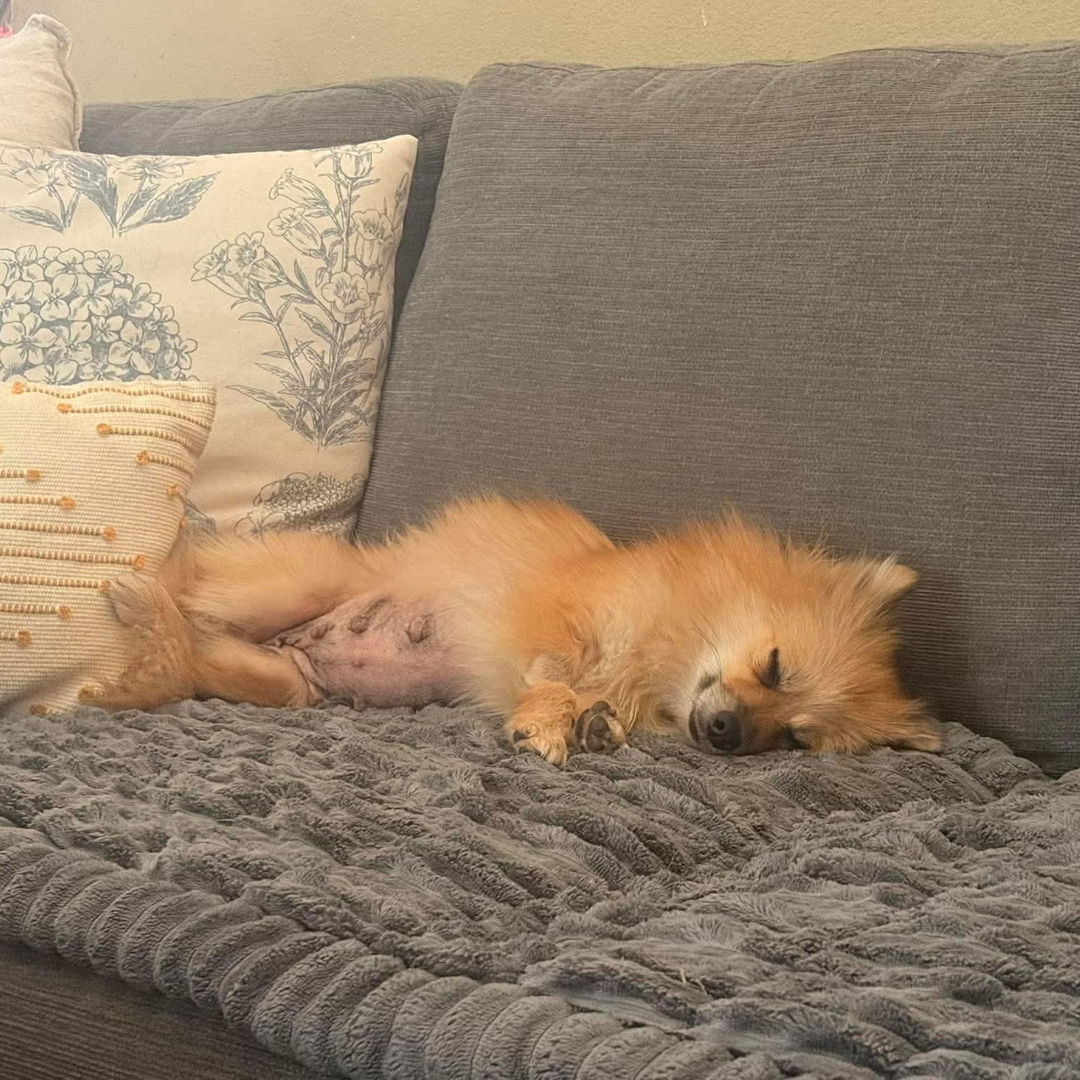 Enlarge Bobby Jo, a Adoptable Pomeranian in Austin, TX image 3/6