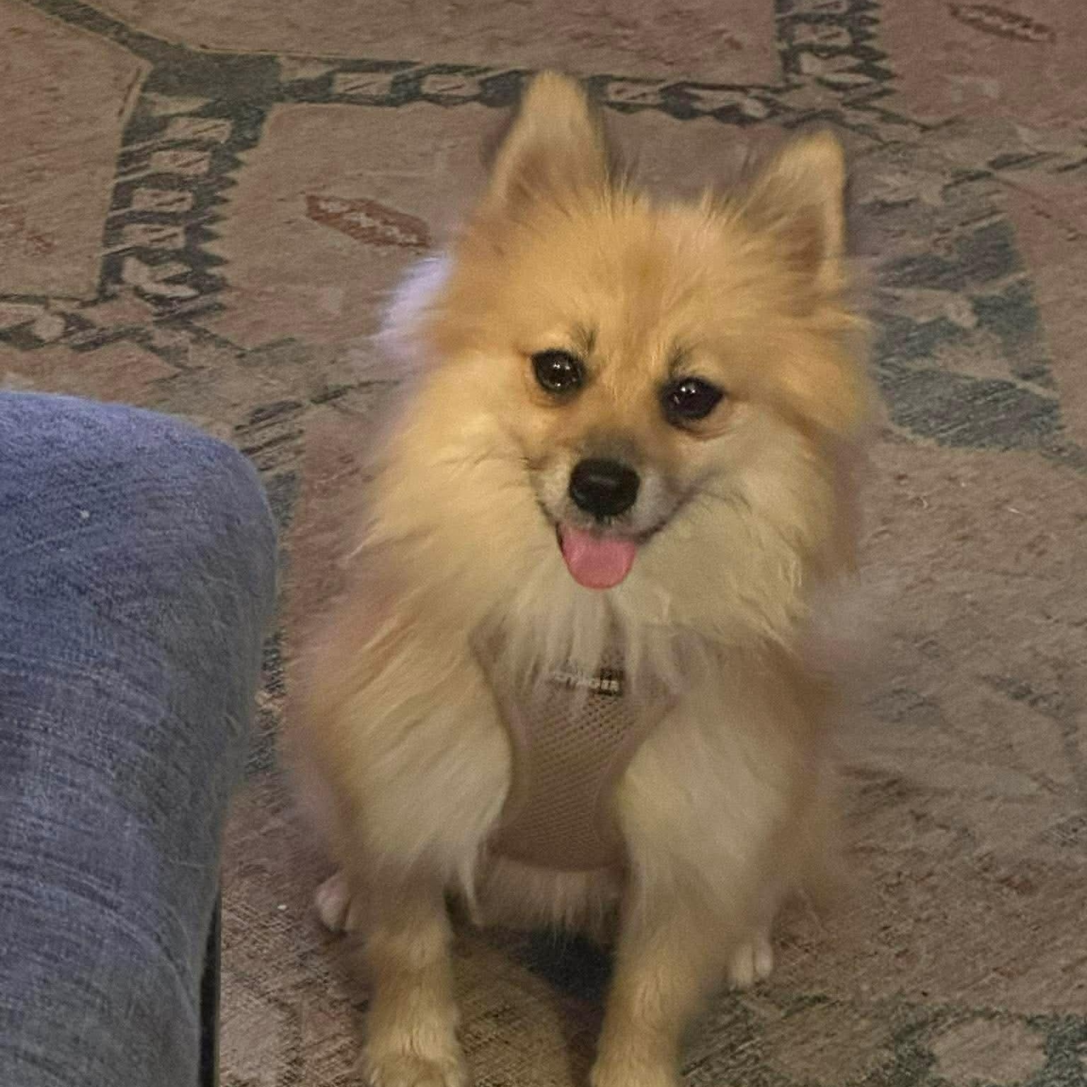 Enlarge Bobby Jo, a Adoptable Pomeranian in Austin, TX image 4/6