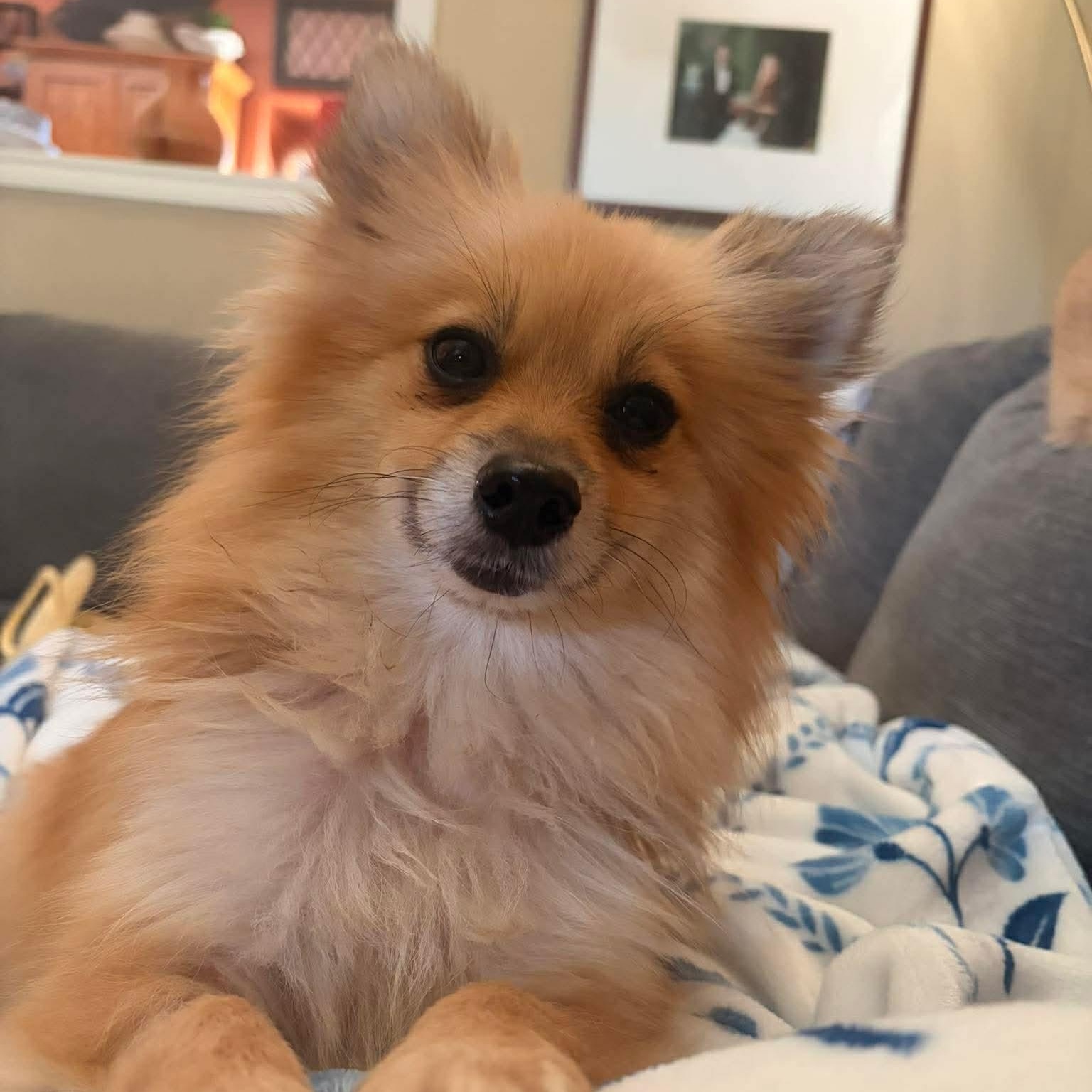 Enlarge Bobby Jo, a Adoptable Pomeranian in Austin, TX image 2/6