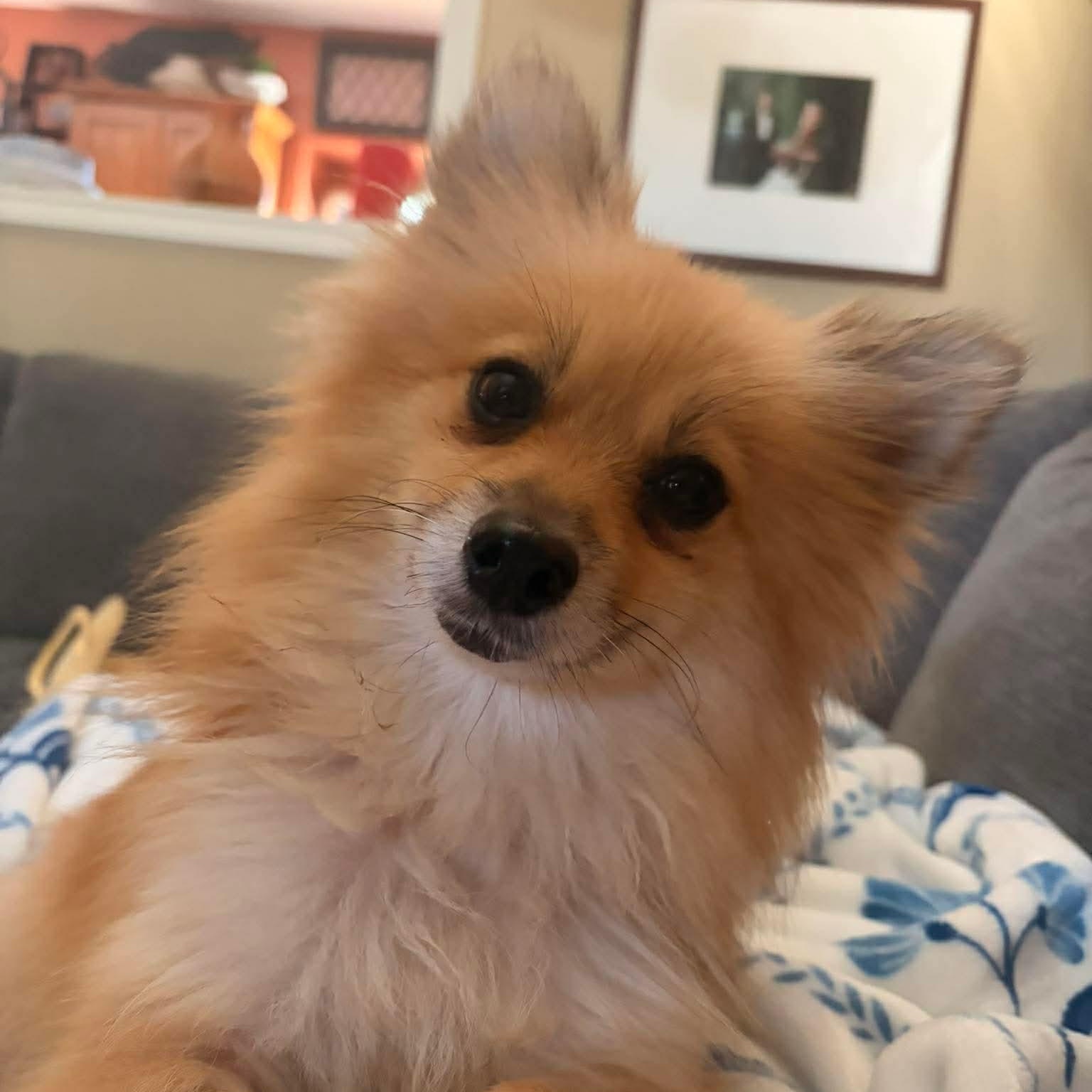 Enlarge Bobby Jo, a Adoptable Pomeranian in Austin, TX image 5/6