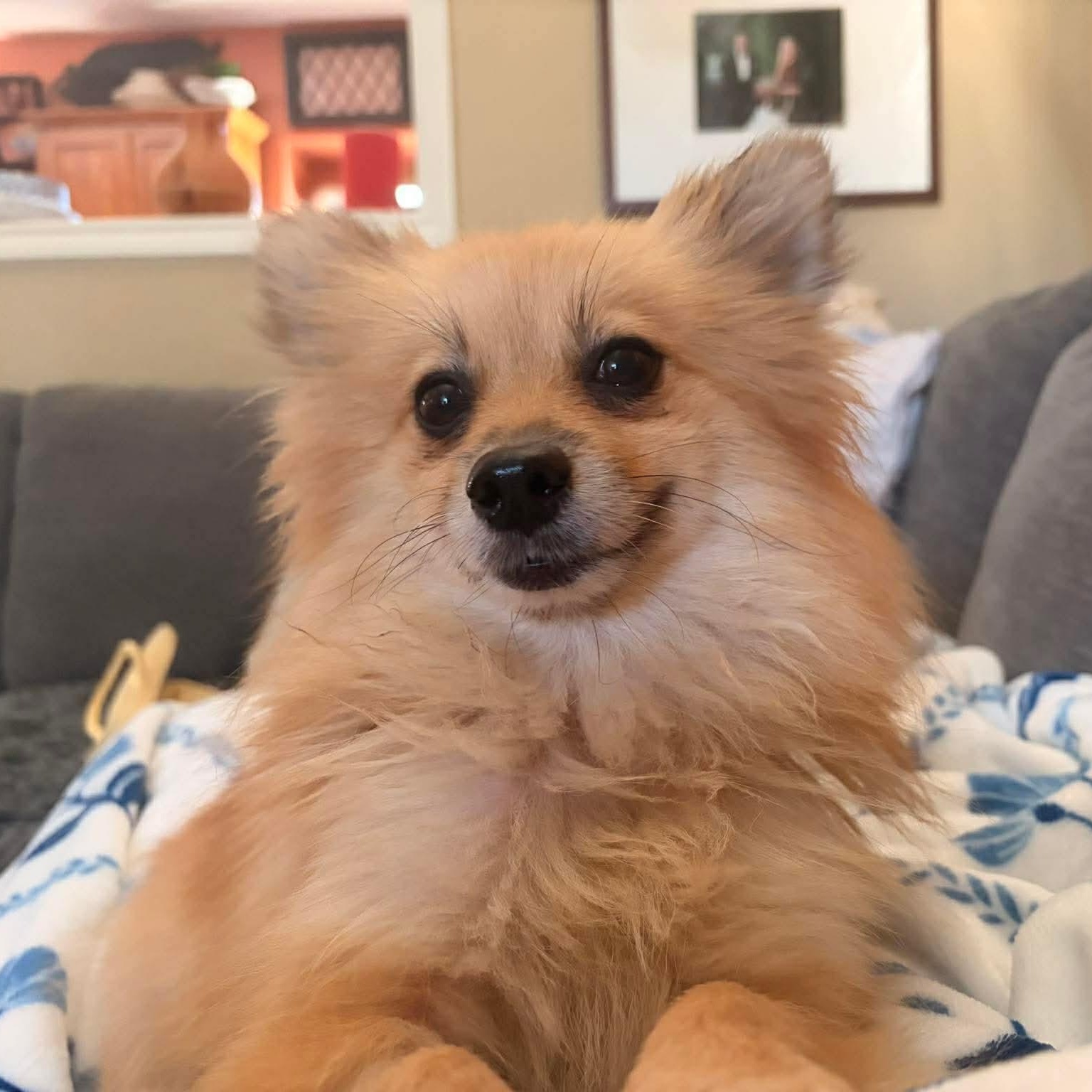 Enlarge Bobby Jo, a Adoptable Pomeranian in Austin, TX image 1/6