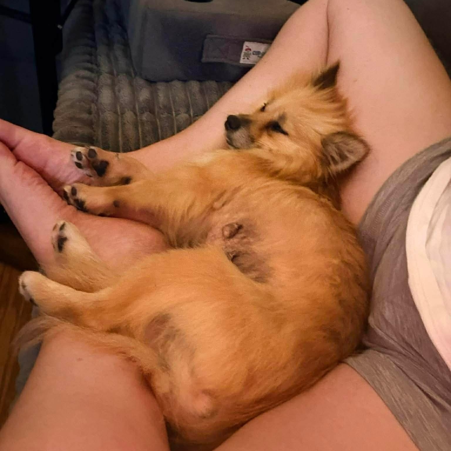 Enlarge Bobby Jo, a Adoptable Pomeranian in Austin, TX image 6/6