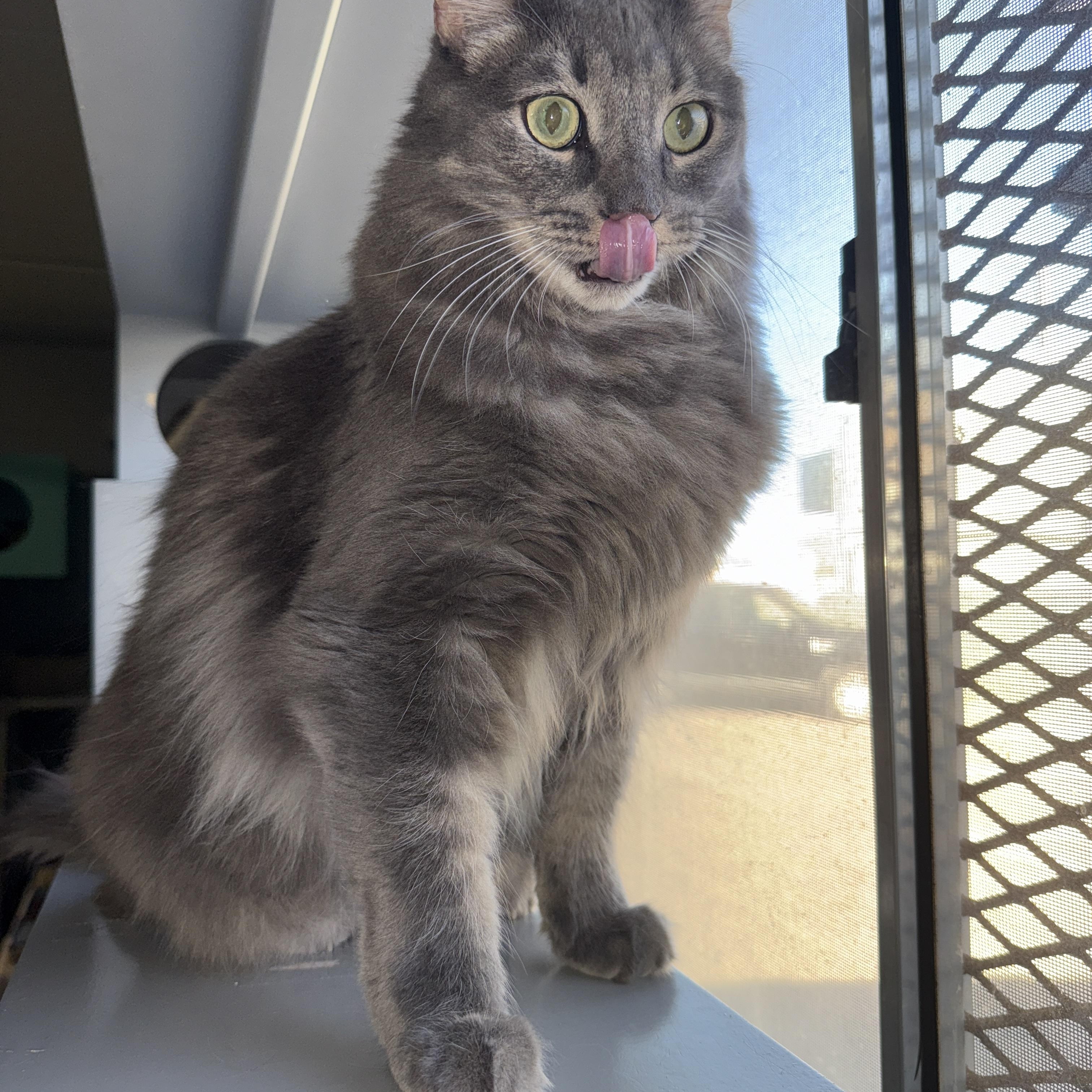 Shadow, an adoptable Tabby in Phoenix, AZ image 1/4