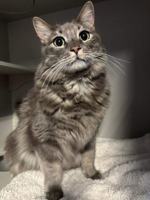 Shadow, an adoptable Tabby in Phoenix, AZ image 2/4