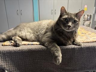 Shadow, an adoptable Tabby in Phoenix, AZ image 6/6