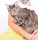 Shadow, an adoptable Tabby in Phoenix, AZ image 4/4
