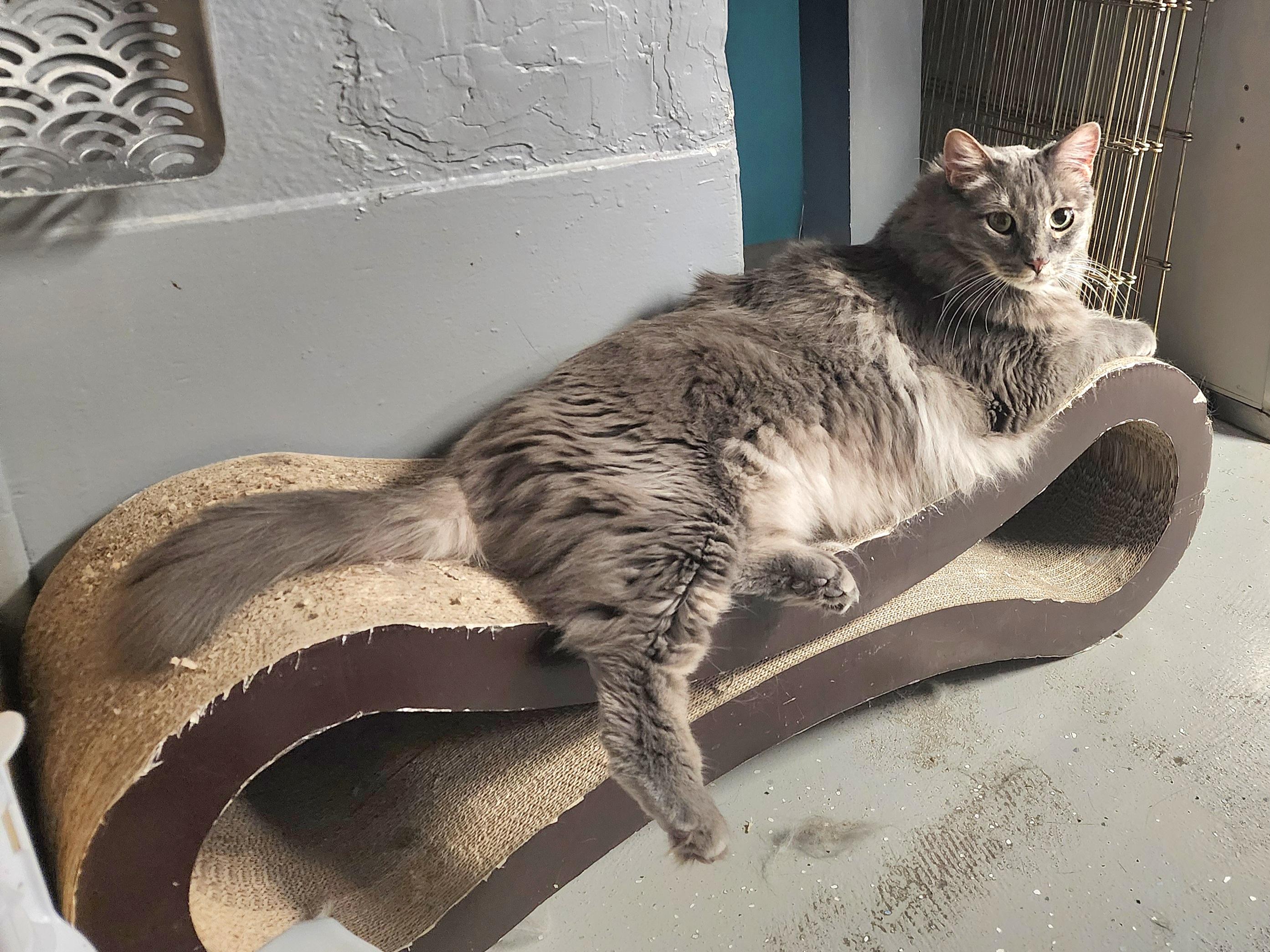 Shadow, an adoptable Tabby in Phoenix, AZ image 3/4