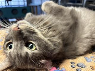 Shadow, an adoptable Tabby in Phoenix, AZ image 3/6