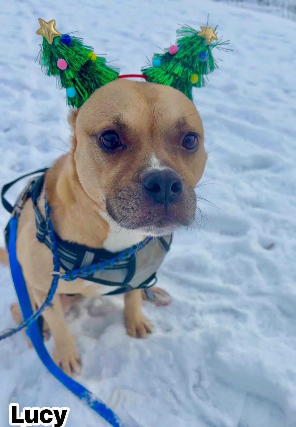 Lucy, a Adoptable mixed breed in Vaudreuil-Dorion, QC image 1/4