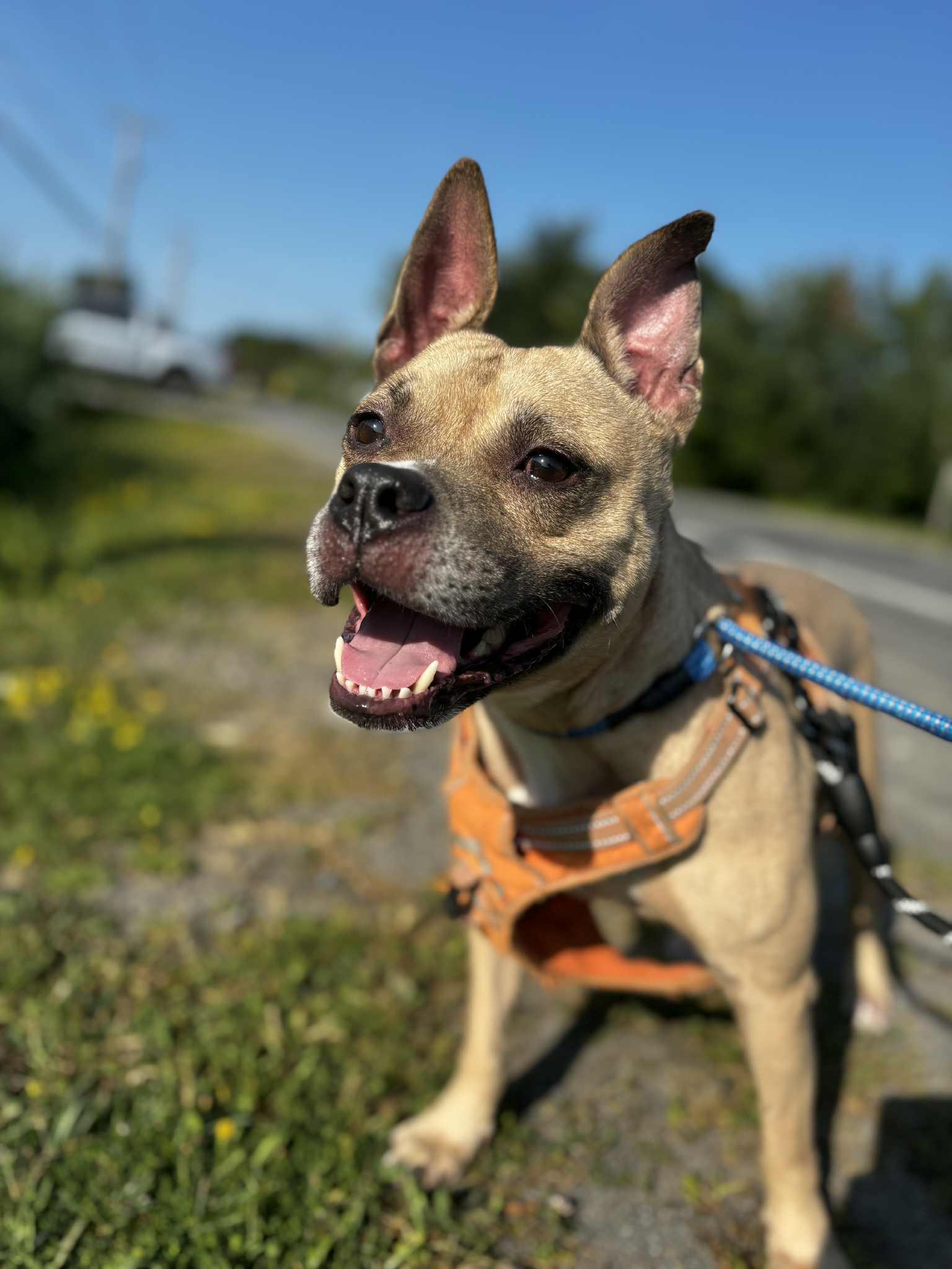 Lucy, Adoptable, Adult Female American Bully.