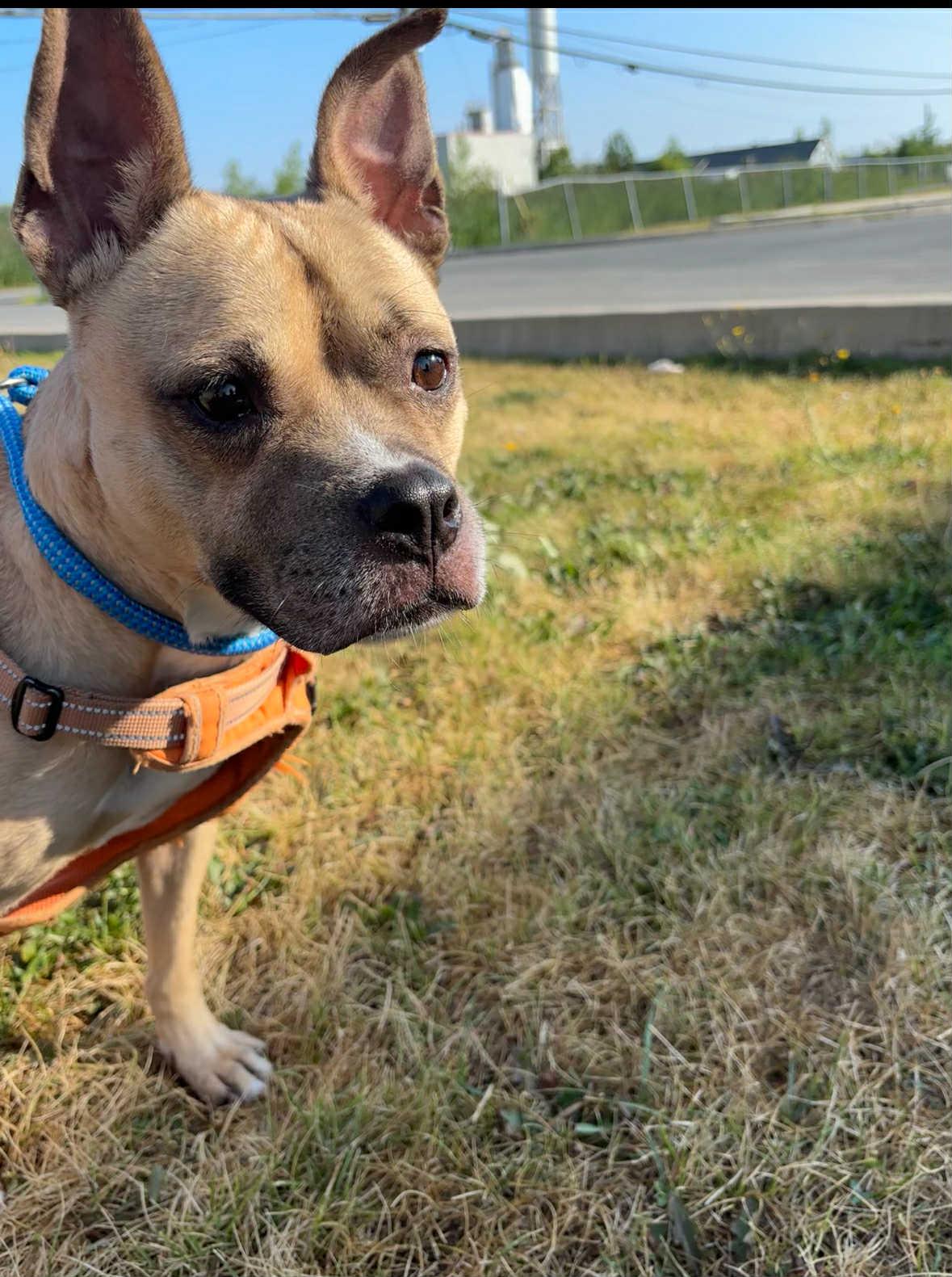 Enlarge Lucy, a Adoptable mixed breed in Vaudreuil-Dorion, QC image 2/3