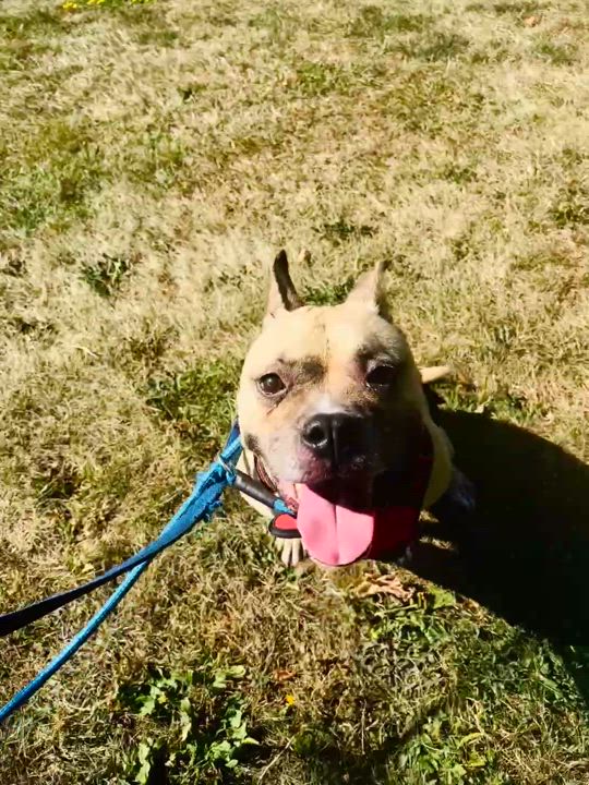 Enlarge Lucy, a Adoptable mixed breed in Vaudreuil-Dorion, QC video 3/3