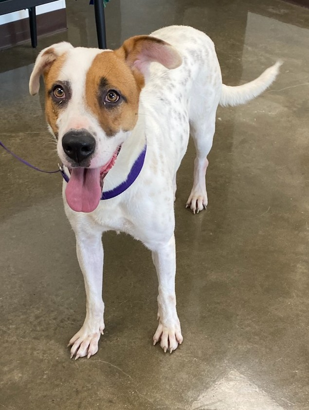 Shelby, an adoptable English Pointer in Port Lavaca, TX, 77979 | Photo Image 1